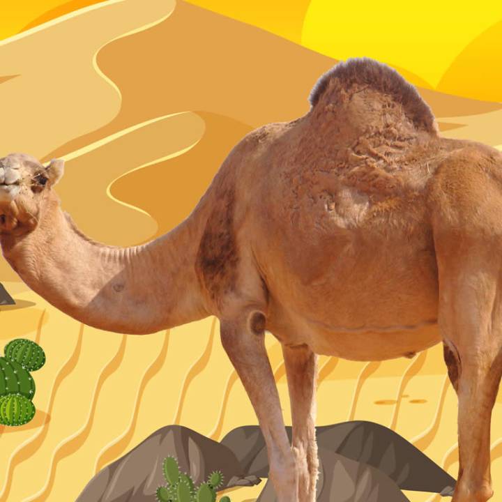 Camelos / Camel