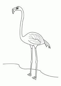 flamingo001