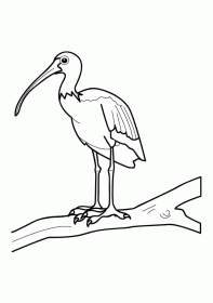 ibis001