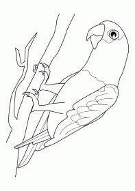 papagaio001