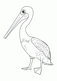 pelicano001