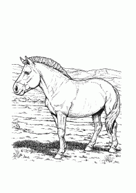 cavalo006