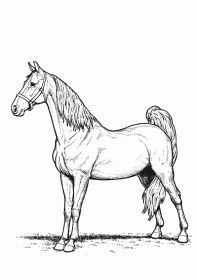 cavalo009