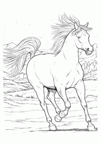 cavalo011