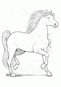 cavalo012