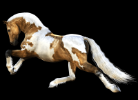 cavalo-png-transparente-003