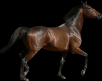 cavalo-png-transparente-018