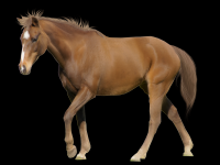 cavalo-png-transparente-022