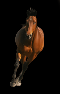 Cavalo, Cavalo png