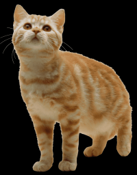 gato-listrado-png-transparentes-014