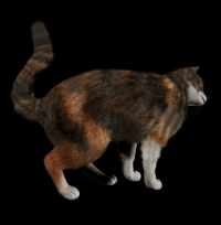 gato-malhado-png-transparente-003