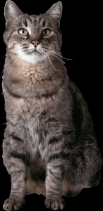 gato-png-transparente-017