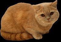 gato-png-transparente-019