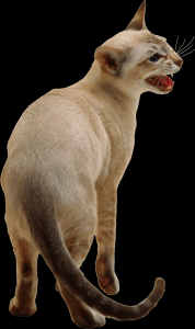 gato-png-transparente-021