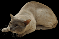 gato-png-transparente-023