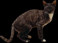 gato-png-transparente-025