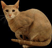 gato-png-transparente-026