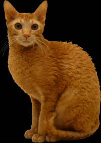 gato-png-transparente-027