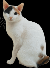 gato-png-transparente-033