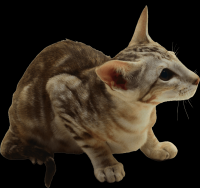 gato-png-transparente-035