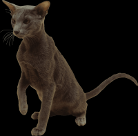 gato-png-transparente-036