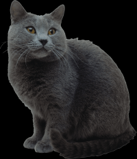 gato-png-transparente-037