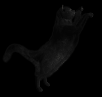 gato-preto-png-transparente-005