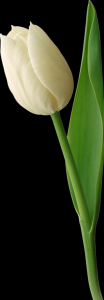 tulipa-010