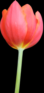 tulipa-043