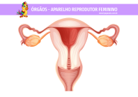 1papacaio-orgaos-aparelho-reprodutor-feminino-01