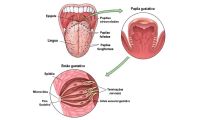 capa-anatomia-sentidos