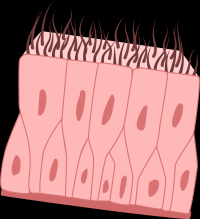 celulas-1papacaio-000