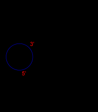 dna-1papacaio-016