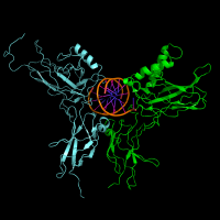 dna-1papacaio-021