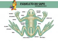 1papacaio-esqueleto-do-sapo