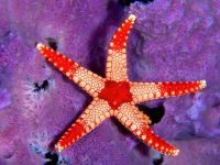 estrela_mar_Palau,_Micronesia