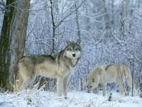 lobos_001_1600