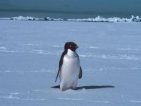 pinguin_1024