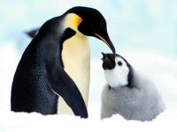 pinguin_filhote1024