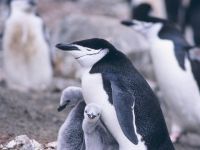 pinguin_filhotes1024