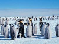 pinguins-002-1024