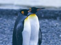 pinguins-casal-1024