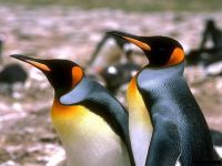 pinguins1024