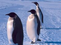 pinguins1_1024