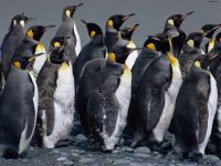 pinguins_001_1600