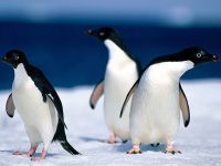 pinguins_1-1024