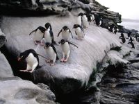 pinguins_geleira_1600