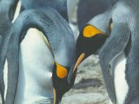 pinguins_namorando1024