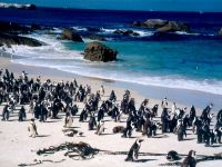 pinguins_praia1024