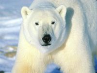 urso_polar_001_1024